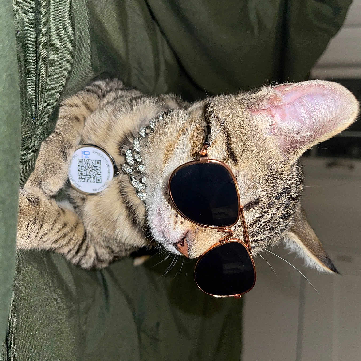 Smirnoff joined the competition — help win amazing prizes! canidae, cap, carnivore, cat, claw, collar, dog_breed, domestic_short_haired_cat, fang, fashion_accessory, fawn, felidae, fur, grey, jaw, small_to_medium_sized_cats, snout, tail, terrestrial_animal, whiskers