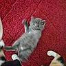 Grayse is registered to the contest to win money with this photo: animal, background, blur, cat, claws, cute, domestic, feline, fur, indoor, kitten, motion, paw, pet, playful, red_carpet, soft, texture, whiskers, young