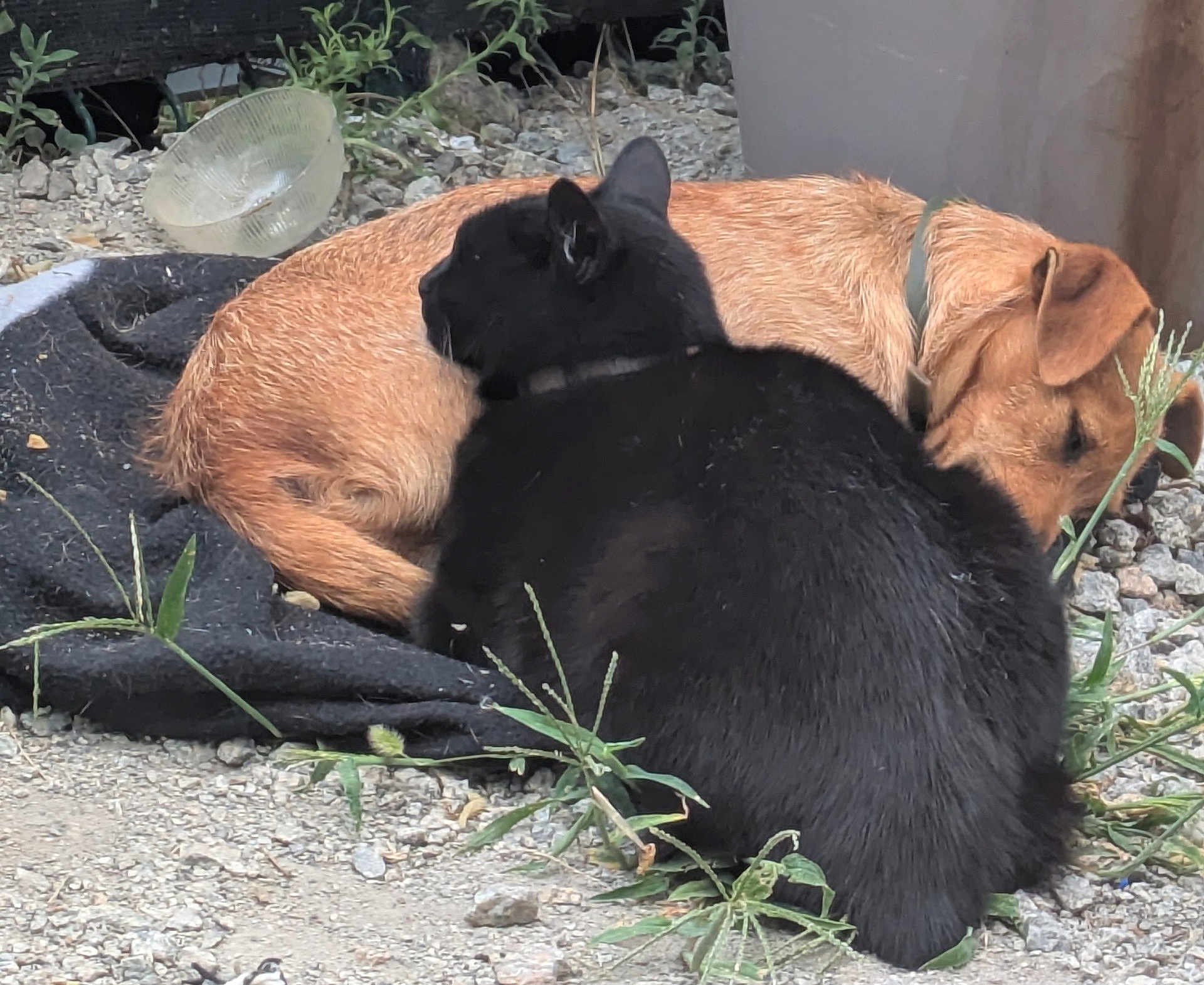 Prince a rejoint le concours — aidez-le/la à gagner de superbes lots ! black_cat, brown_dog, outdoor, snuggling, animal_companions, furry, pet, grass, rocks, collar, blanket, resting, cute, nature, friendship, domestic_animals, sleeping, closeup, calm, relaxation