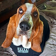 Flash a rejoint le concours — aidez-le/la à gagner de superbes lots ! animal, basset_hound, bed, bedspread, brown_and_white, canine, clothing, companion, cute, dog, domestic_animal, ears, expressive_eyes, furniture, indoor, looking_up, pet, portrait, sitting, tshirt