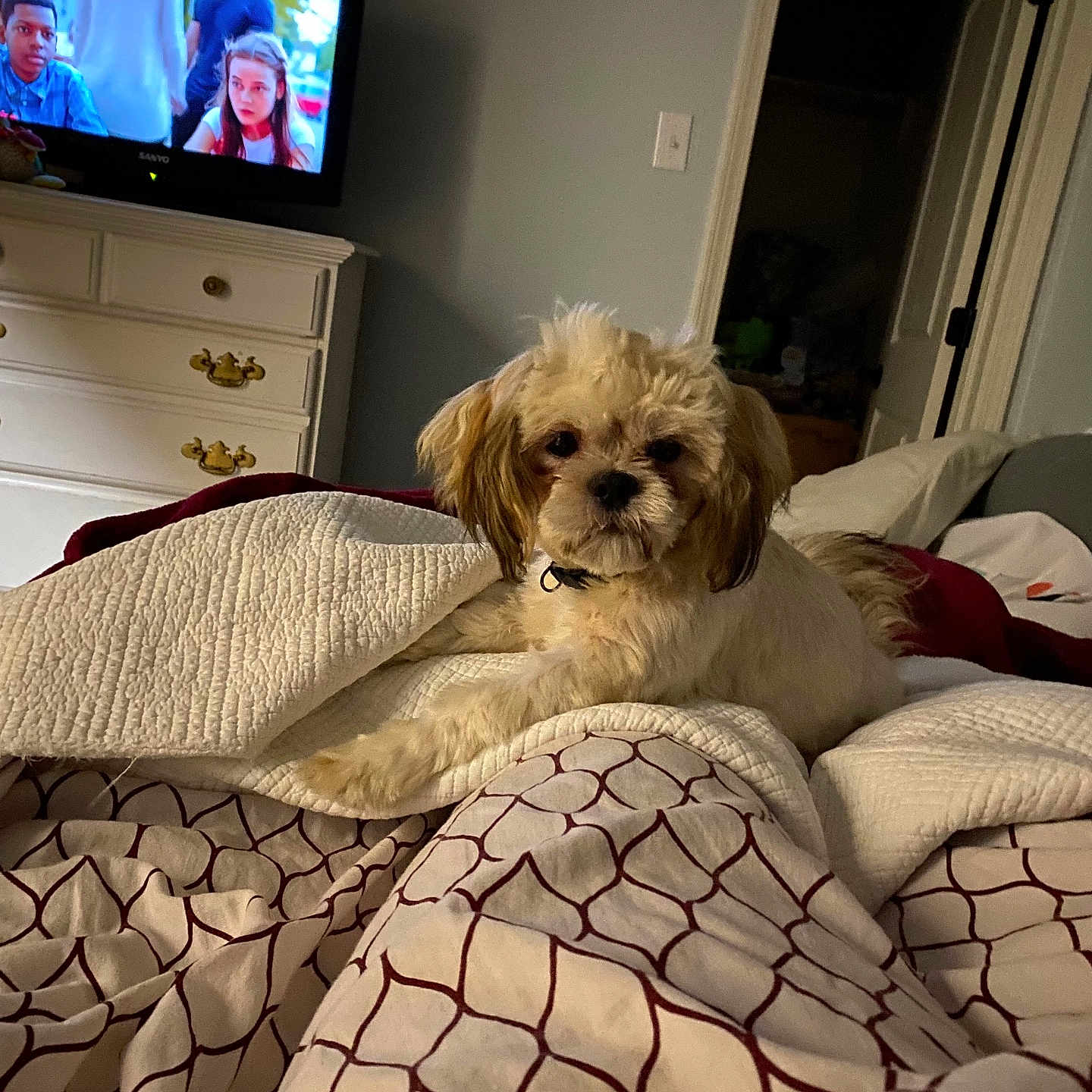 Bear is registered to the contest to win money with this photo: bed, blanket, canine, comfort, cozy, curious, dog, door, fur, furniture, home, indoor, lying_down, pattern, pet, quilt, relaxation, room, television, wall