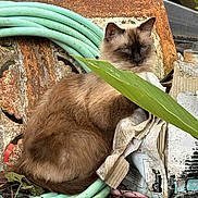 Dee joined the competition — help win amazing prizes! cat, siamese_cat, fur, blue_eyes, animal, pet, garden, hose, rust, leaf, soil_bag, outdoor, nature, relaxed, sitting, texture, plant, earthy, daylight, mammal