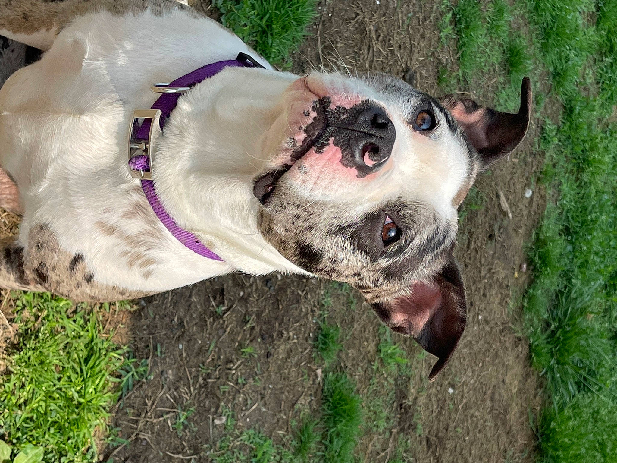 Luna Hernandez is registered to the contest to win money with this photo: canidae, carnivore, collar, companion_dog, dog, dog_breed, dog_collar, eyewear, fashion_accessory, fawn, grass, leash, pet_supply, snout, sporting_group, terrestrial_animal, whiskers, working_animal, working_dog, wrinkle