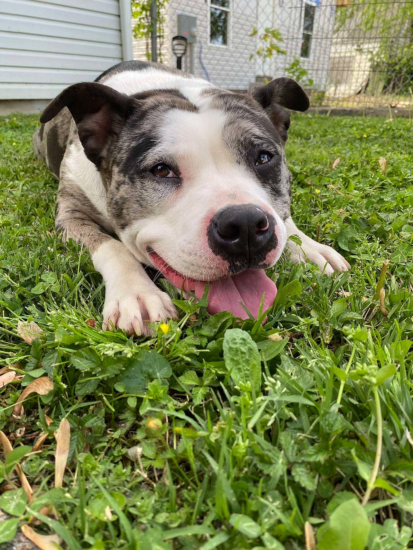 Luna Hernandez joined the competition — help win amazing prizes! canidae, carnivore, companion_dog, dog, dog_breed, fawn, garden, grass, grassland, groundcover, herb, herbaceous_plant, leaf_vegetable, pasture, plant, sporting_group, terrestrial_animal, whiskers, working_animal, working_dog