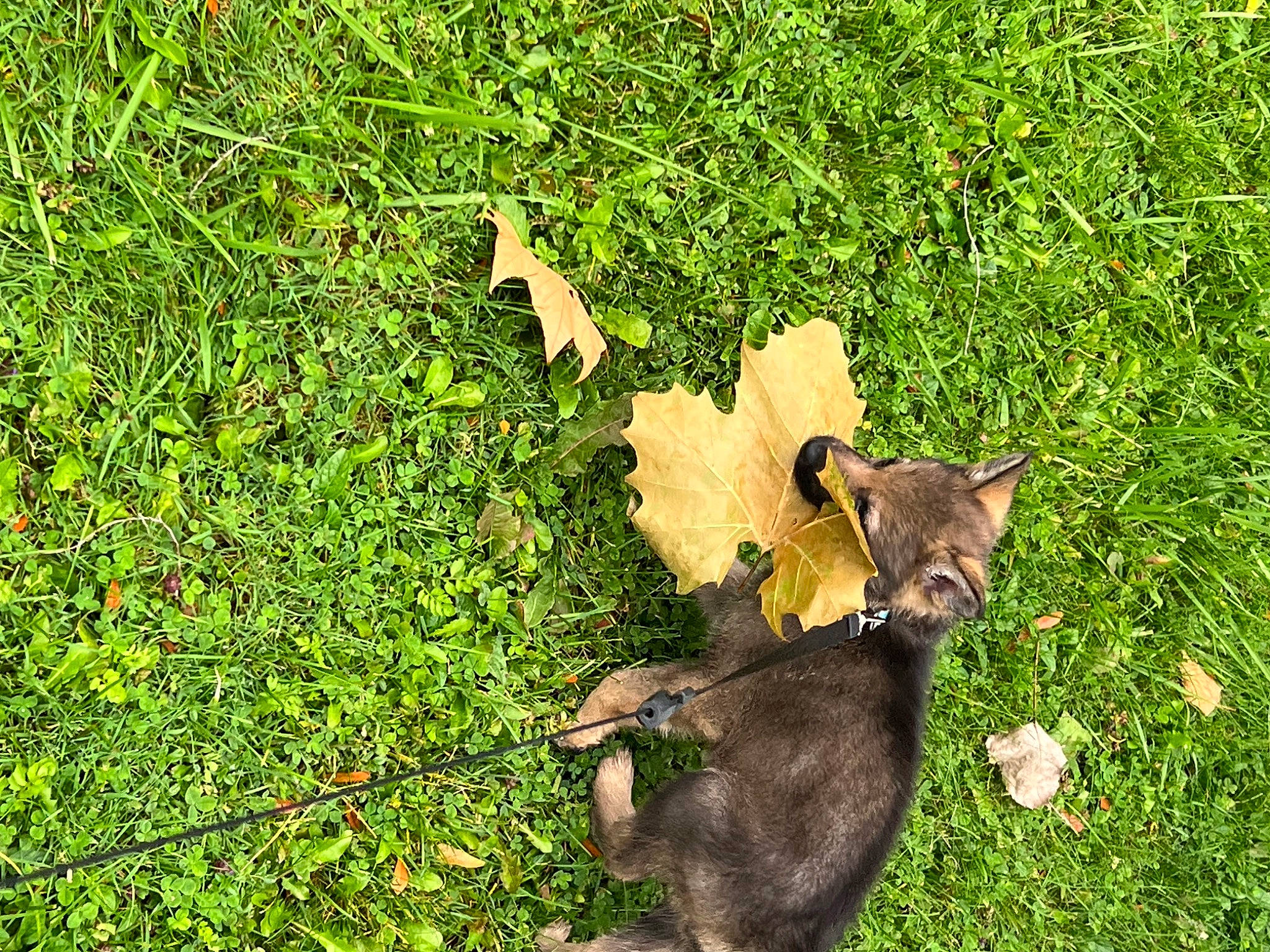 Journey is registered to the contest to win money with this photo: art, carnivore, cat, deciduous, felidae, fur, grass, grassland, groundcover, natural_landscape, non_vascular_land_plant, people_in_nature, plant, small_to_medium_sized_cats, tail, terrestrial_animal, tree