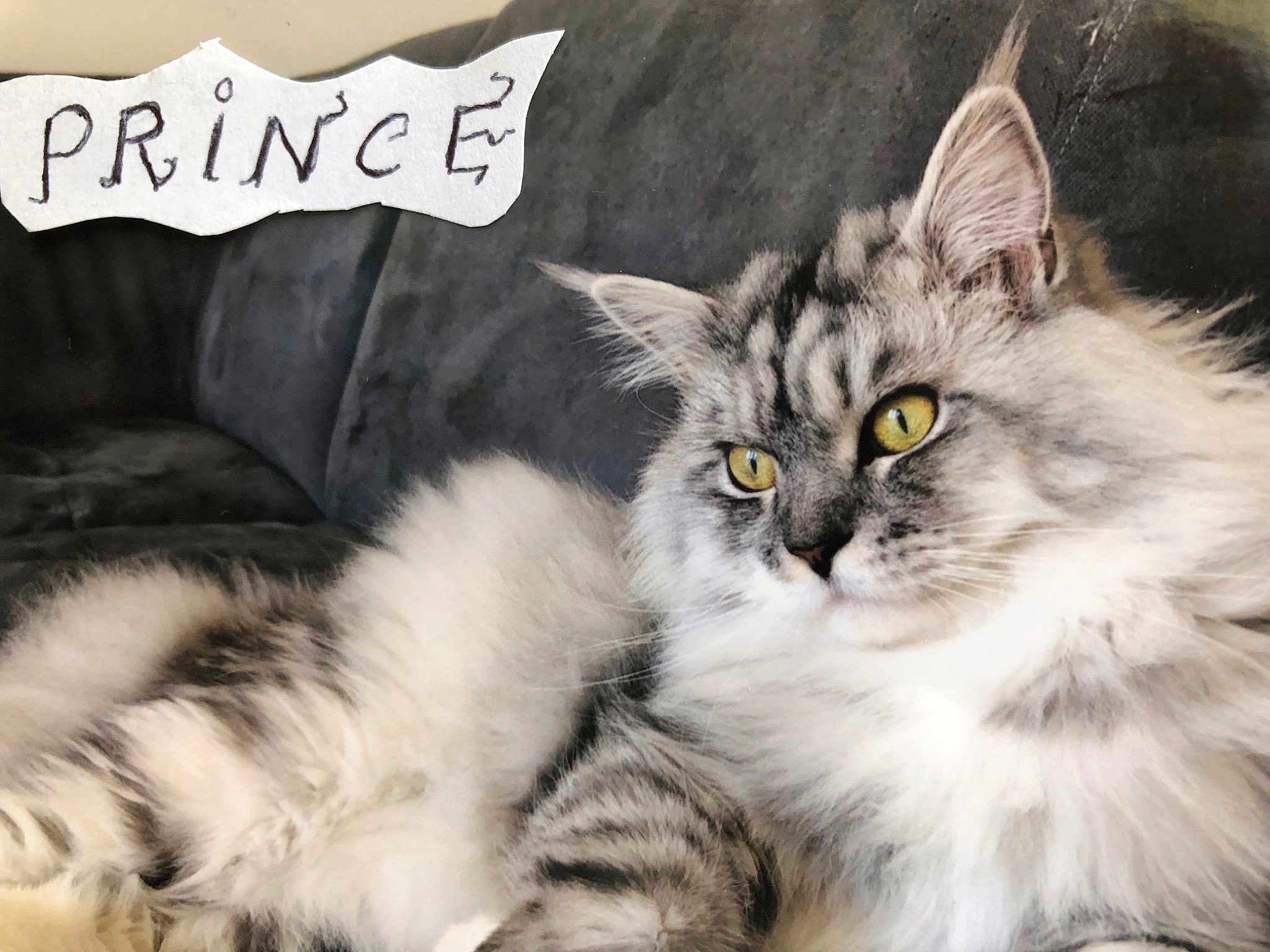 Prince
