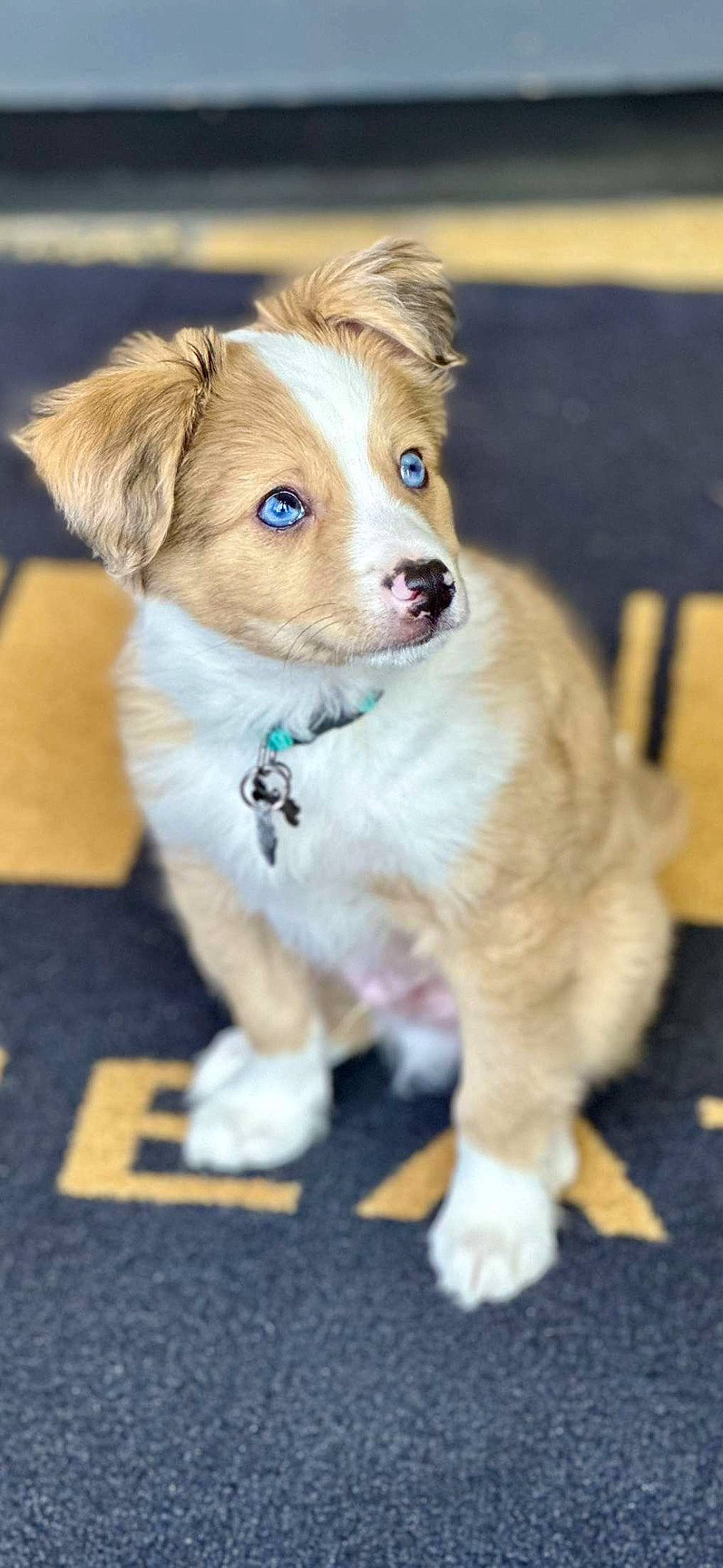 Waffles joined the competition — help win amazing prizes! canidae, carnivore, collar, companion_dog, dog, dog_breed, dog_clothes, dog_collar, dog_supply, fashion_accessory, firefighter, fur, leash, paw, pet_supply, puppy, sporting_group, toy_dog, whiskers, working_animal