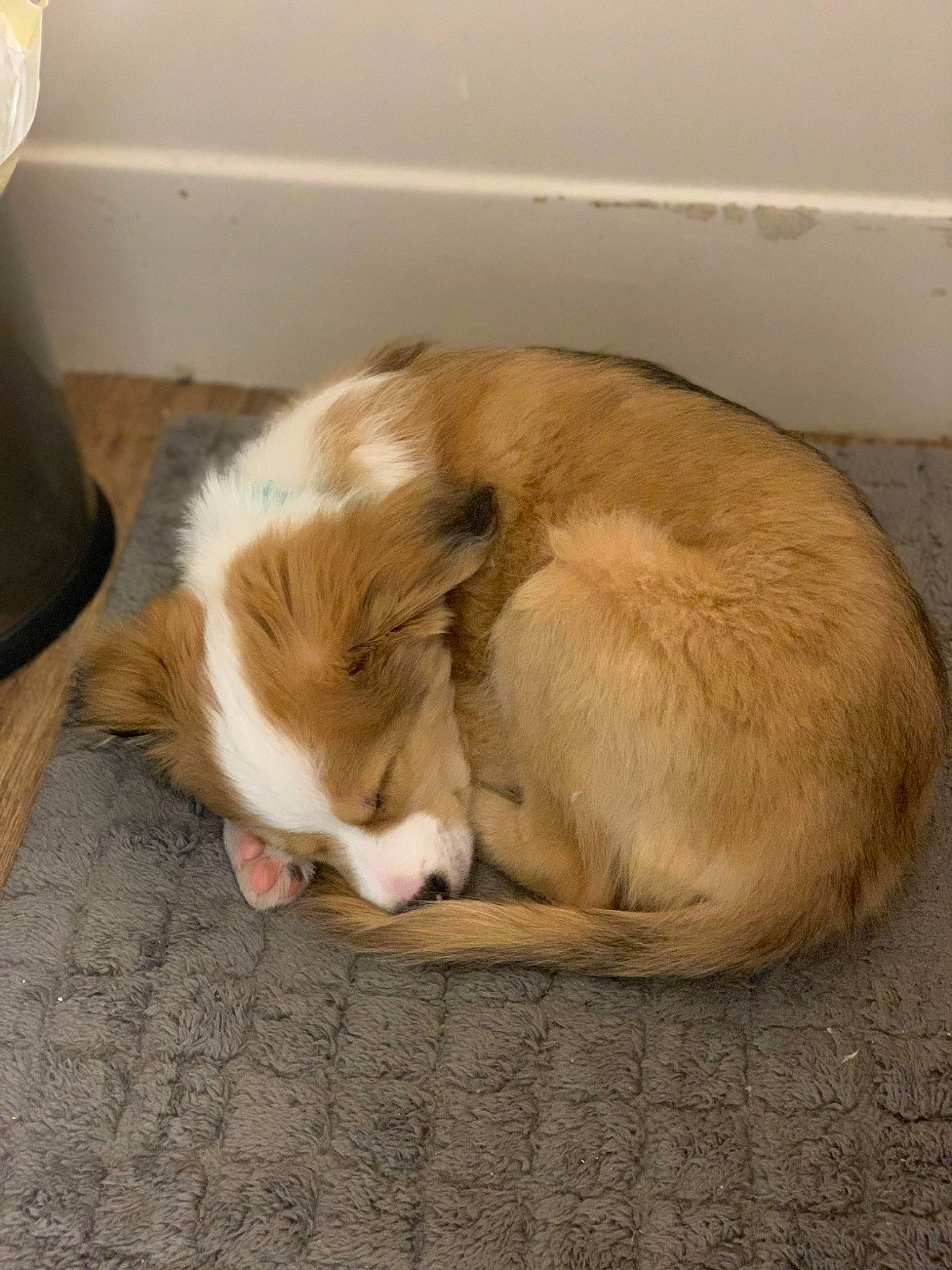 Waffles joined the competition — help win amazing prizes! canidae, carnivore, comfort, companion_dog, dog, dog_breed, fawn, felidae, flooring, fur, hardwood, nap, paw, small_to_medium_sized_cats, sporting_group, tail, terrestrial_animal, whiskers, wood, working_animal