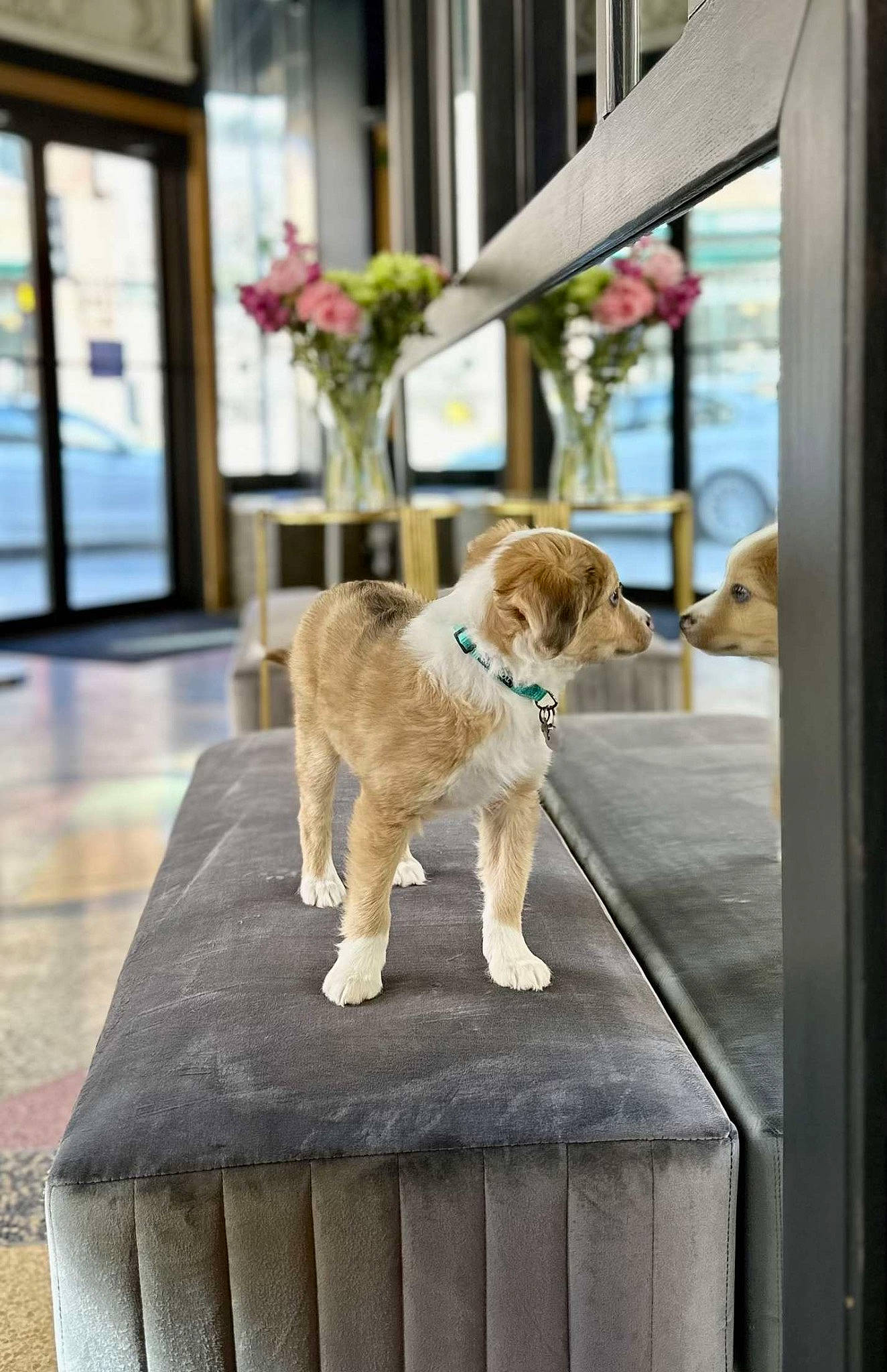 Waffles joined the competition — help win amazing prizes! building, carnivore, chair, companion_dog, dog, dog_breed, fawn, flooring, flower, fur, hardwood, houseplant, outdoor_furniture, plant, rectangle, snout, sporting_group, table, tail, wood