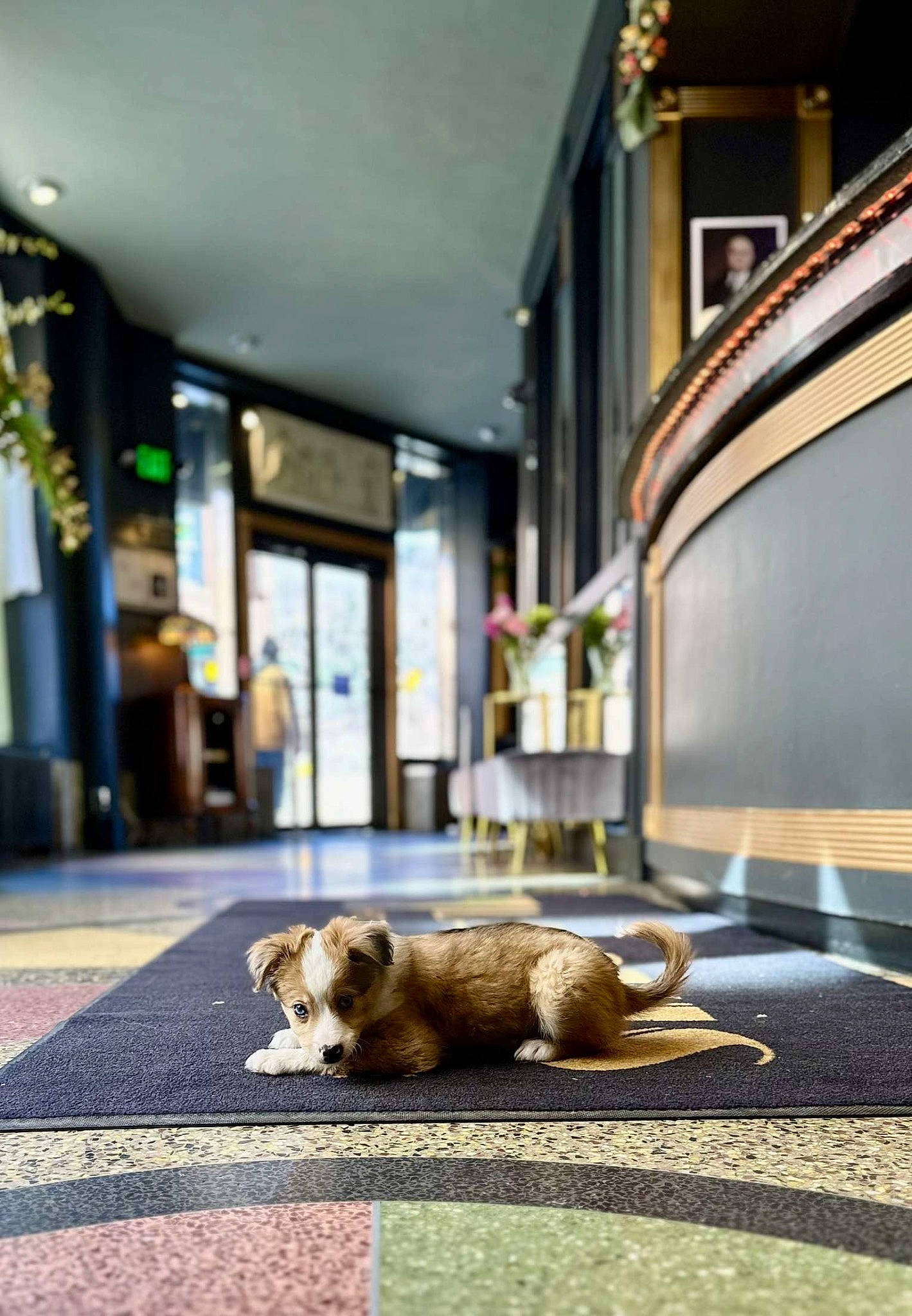 Waffles is registered to the contest to win money with this photo: building, carnivore, carpet, city, companion_dog, dog, dog_breed, fawn, floor, flooring, houseplant, leisure, road, road_surface, room, sidewalk, snout, street, tints_and_shades, wood