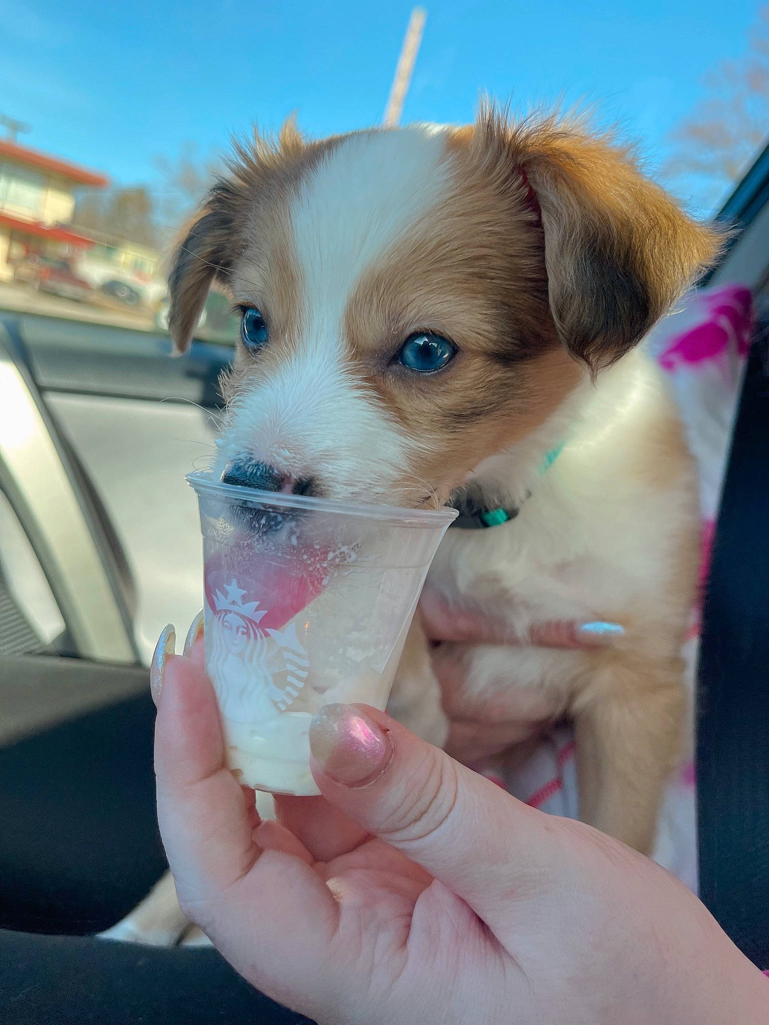 Waffles is registered to the contest to win money with this photo: automotive_mirror, ball, canidae, carnivore, companion_dog, dog, dog_breed, drinking, eyelash, fawn, finger, nail, paw, sky, snout, sporting_group, vehicle, vehicle_door, whiskers, windshield