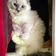 Frostie joined the competition — help win amazing prizes! cat, fluffy, white, gray, pet, animal, feline, indoor, relaxed, cute, fur, whiskers, paw, looking, portrait, closeup, domestic, companion, cozy, resting