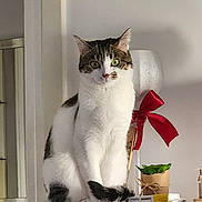 Niki a rejoint le concours — aidez-le/la à gagner de superbes lots ! cat, feline, pet, white_fur, tabby, green_eyes, sitting, shelf, indoor, portrait, animal, whiskers, ears, tail, red_bow, ribbon, potted_plant, home_decor, furniture, photography