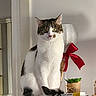 cat, feline, pet, white_fur, tabby, green_eyes, sitting, shelf, indoor, portrait, animal, whiskers, ears, tail, red_bow, ribbon, potted_plant, home_decor, furniture, photography
