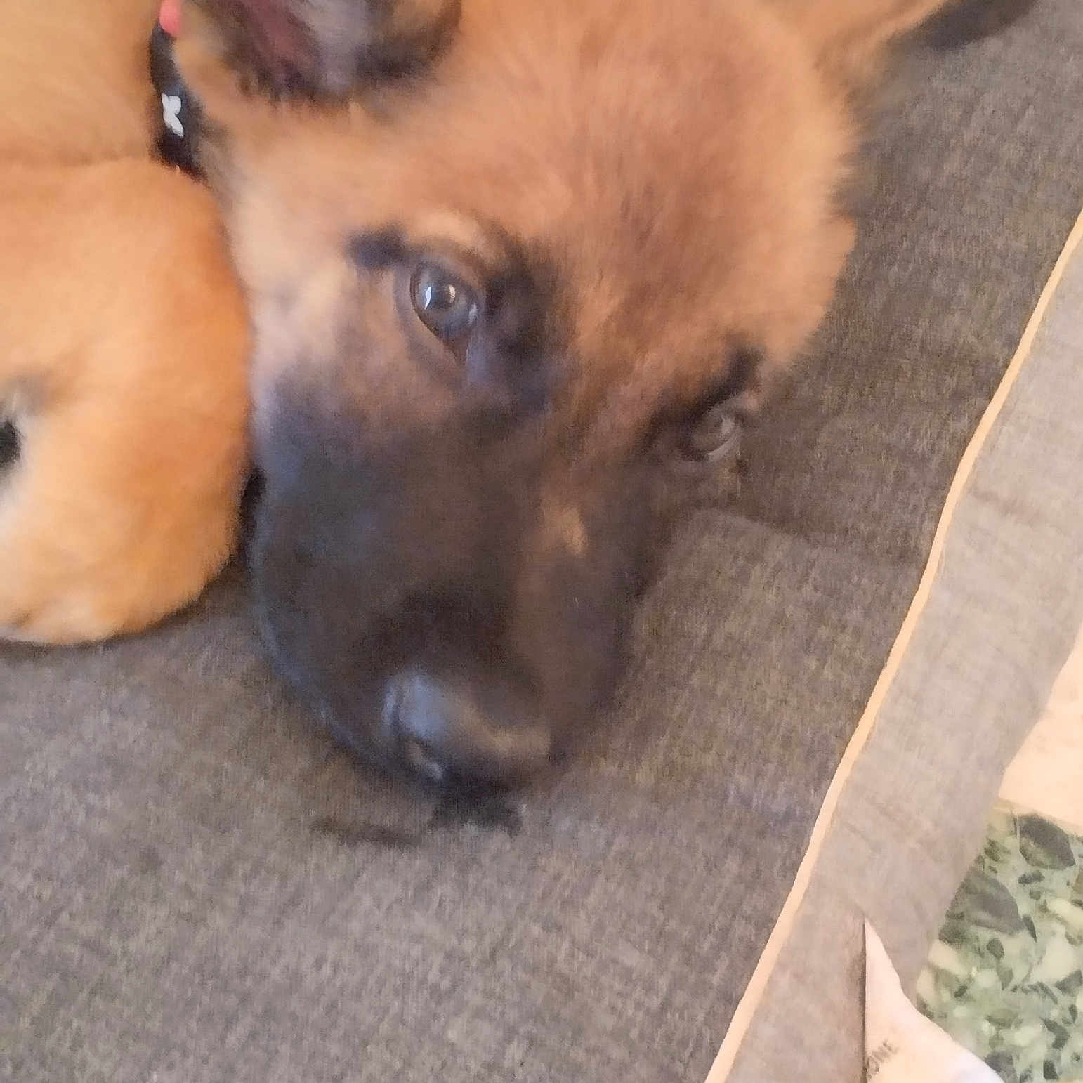 Kimbo