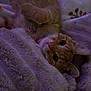 cat, orange_tabby, pet, whiskers, blanket, plush_blanket, cozy, indoor, sleepy, close_up, fur, eyes, paw, lying_on_back, portrait, soft_texture, bedding, relaxed, cute, nightlight