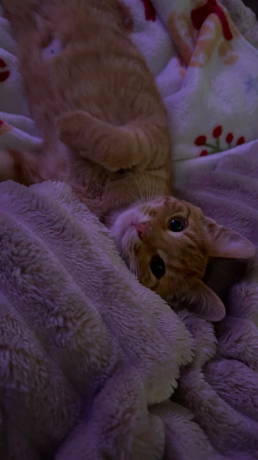 Juno joined the competition — help win amazing prizes! cat, orange_tabby, pet, whiskers, blanket, plush_blanket, cozy, indoor, sleepy, close_up, fur, eyes, paw, lying_on_back, portrait, soft_texture, bedding, relaxed, cute, nightlight