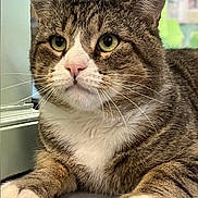 Charlie is registered to the contest to win money with this photo: animal, calm, cat, close_up, cute, domestic, ears, eyes, face, feline, fur, indoor, mammal, paws, pet, pink_nose, portrait, resting, tabby, whiskers