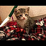 kitten, cat, tabby, animal, pet, indoor, blanket, plaid, red, black, white, fur, cute, small, young, mop, floor, wall, curious, cozy