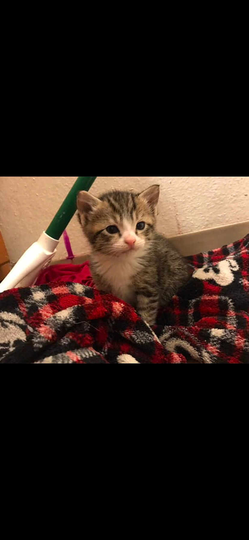 Mowgli