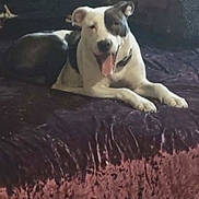 Daisy joined the competition — help win amazing prizes! animal, bed, bedspread, black_and_white, canine, companion, cozy, dog, domestic, ears, fur, happy, indoor, lying, muzzle, pet, relaxed, resting, texture, tongue_out