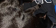 Midnight joined the competition — help win amazing prizes! black_cat, cat, sleeping, lap, person, clothing, pants, text, graphic, indoor, carpet, furniture, cozy, resting, pet, animal, fur, relaxation, home, casual