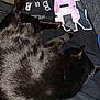black_cat, cat, sleeping, lap, person, clothing, pants, text, graphic, indoor, carpet, furniture, cozy, resting, pet, animal, fur, relaxation, home, casual