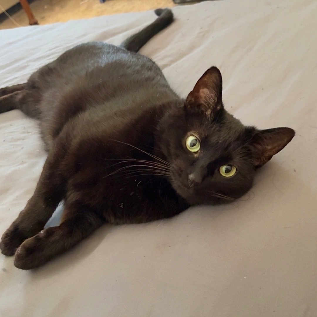 Midnight joined the competition — help win amazing prizes! bed, black_cat, carpet, cat, chair, cozy_room, curious, decor, domestic_animal, elephant_figurines, furniture, green_eyes, indoor, lying_down, pet, relaxed, resting, shelf, whiskers, wooden_chair