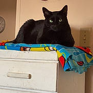 Midnight joined the competition — help win amazing prizes! black_cat, cat, feline, pet, indoor, dorm_room, dresser, blanket, furniture, resting, animal, cute, domestic_animal, green_eyes, holiday, stocking, wall, switch, colorful, relaxed