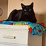 black_cat, cat, feline, pet, indoor, dorm_room, dresser, blanket, furniture, resting, animal, cute, domestic_animal, green_eyes, holiday, stocking, wall, switch, colorful, relaxed