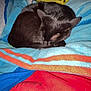 Midnight joined the competition — help win amazing prizes! cat, black_cat, sleeping, curled_up, blanket, colorful, indoor, cozy, pet, fur, resting, comfort, animal, domestic_cat, cute, feline, warm, soft, relaxing, bed