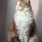 Monster is registered to the contest to win money with this photo: alert, animal, cat, closeup, curious, cute, domestic_cat, ears, feline, fluffy, fur, furry, indoor, looking_away, pet, portrait, sitting, soft_light, tail, whiskers