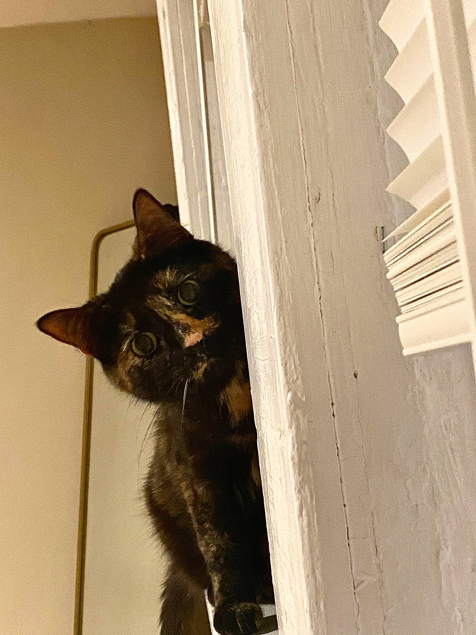 Molly Polly joined the competition — help win amazing prizes! black_cat, carnivore, cat, domestic_short_haired_cat, door, felidae, fur, home_door, monochrome_photography, room, shadow, small_to_medium_sized_cats, snout, tail, terrestrial_animal, tints_and_shades, whiskers, window, wood