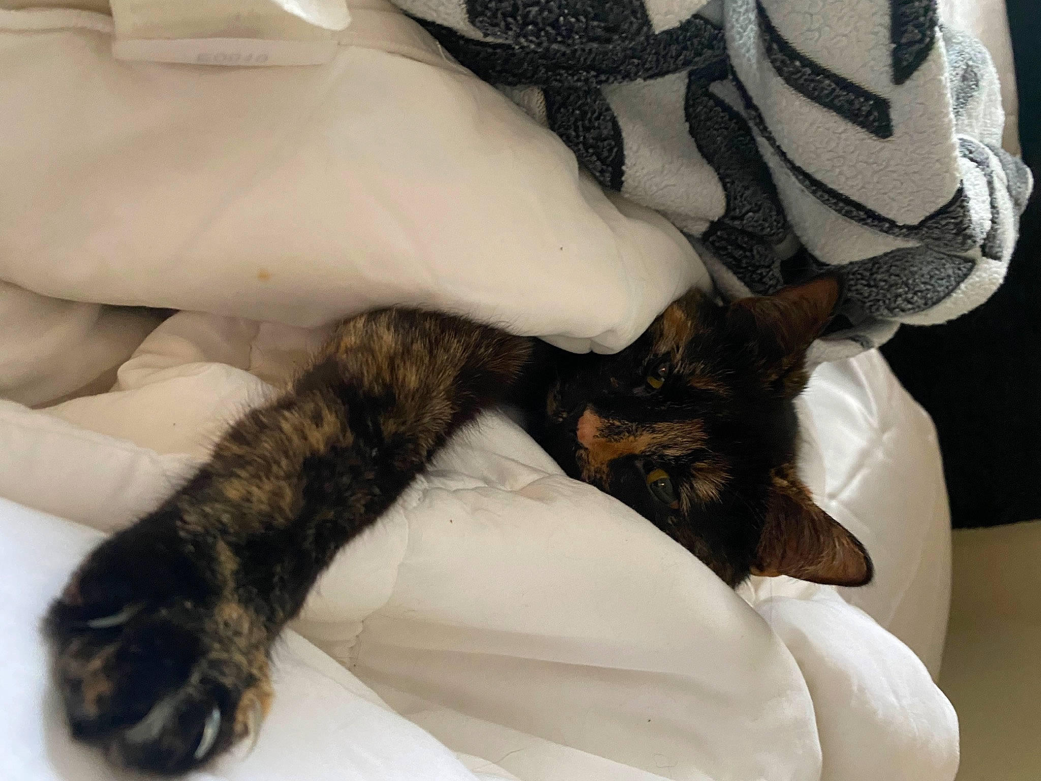 Molly Polly is registered to the contest to win money with this photo: carnivore, cat, claw, comfort, companion_dog, dog_breed, domestic_short_haired_cat, fawn, felidae, fur, gesture, human_leg, linens, mammal, paw, small_to_medium_sized_cats, snout, tail, vertebrate, whiskers