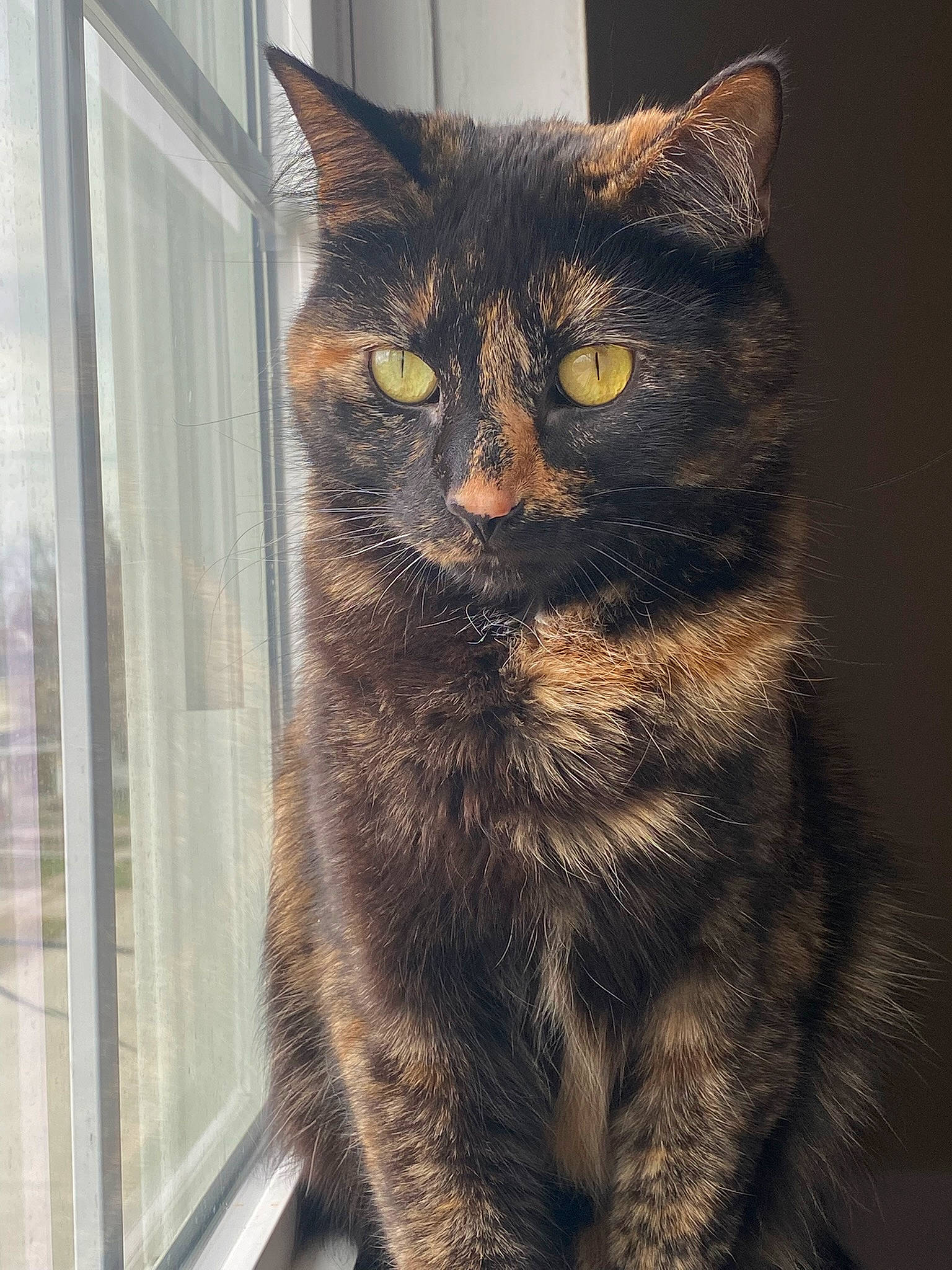 Molly Polly is registered to the contest to win money with this photo: art, carnivore, cat, domestic_short_haired_cat, felidae, fur, pet_supply, small_to_medium_sized_cats, snout, tail, terrestrial_animal, whiskers, window