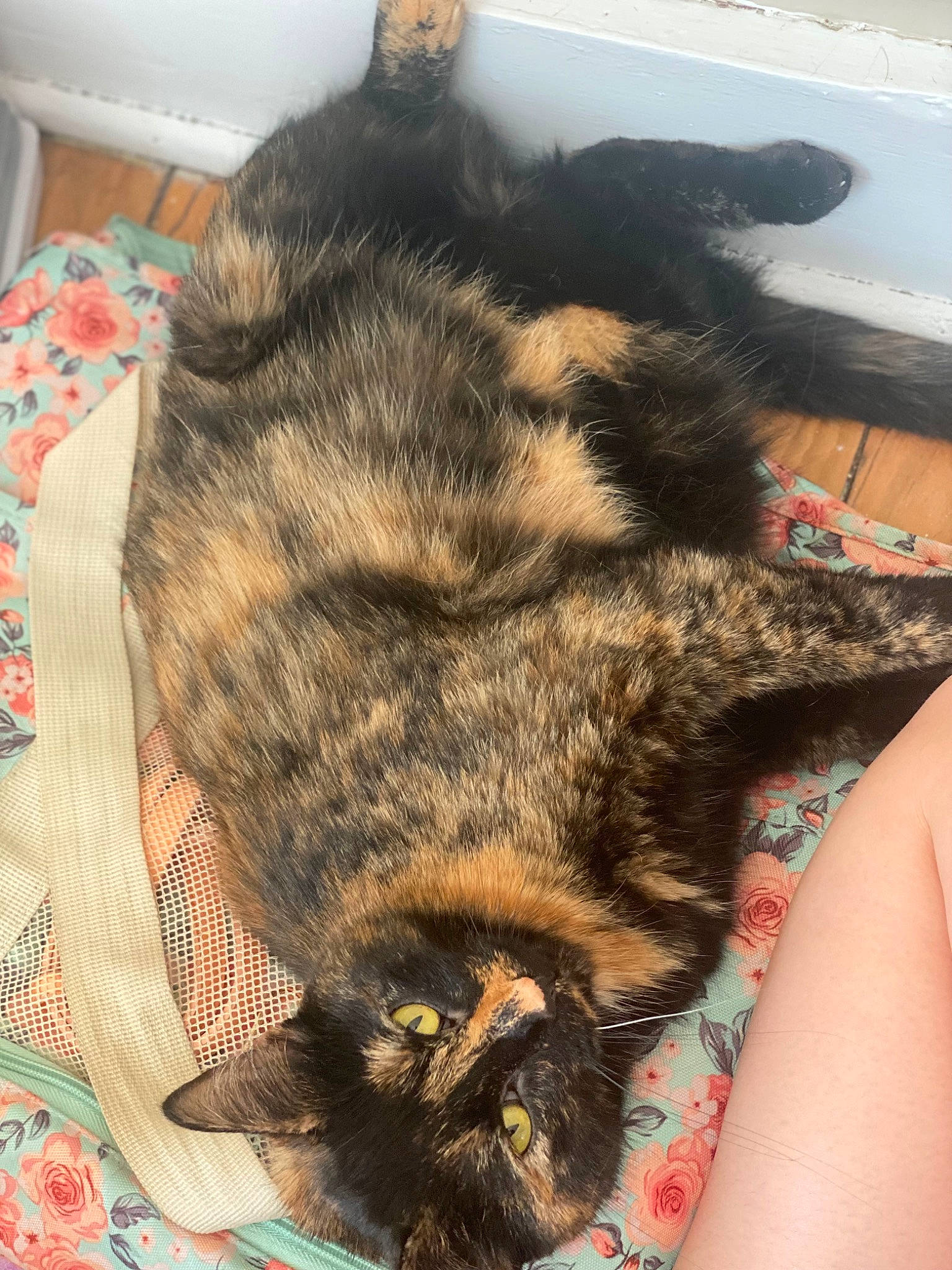Molly Polly joined the competition — help win amazing prizes! canidae, carnivore, cat, claw, comfort, dog_breed, domestic_short_haired_cat, ear, felidae, flooring, fur, nap, pattern, paw, small_to_medium_sized_cats, snout, tail, terrestrial_animal, whiskers