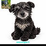 dog, puppy, black_and_white, fluffy, sitting, cute, pet, animal, portrait, studio, white_background, small, inset_photo, outdoor, grass, fur, face, ears, eyes, nose
