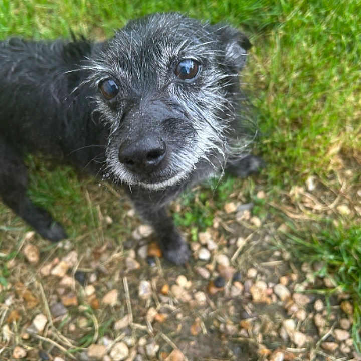 Oz