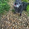 dog, black_dog, grass, gravel, pet, animal, outdoor, cute, tongue_out, scruffy, small_dog, looking_up, fur, nature, ground, playful, happy, canine, mammal, adorable