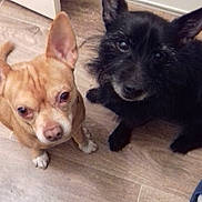 Oz Et Yoda a rejoint le concours — aidez-le/la à gagner de superbes lots ! animal, black_dog, canine, companion, curious, cute, dog, domestic, ears, floor, flooring, friendship, home, indoor, looking_up, pet, pets, tan_dog, two_dogs, wood_floor