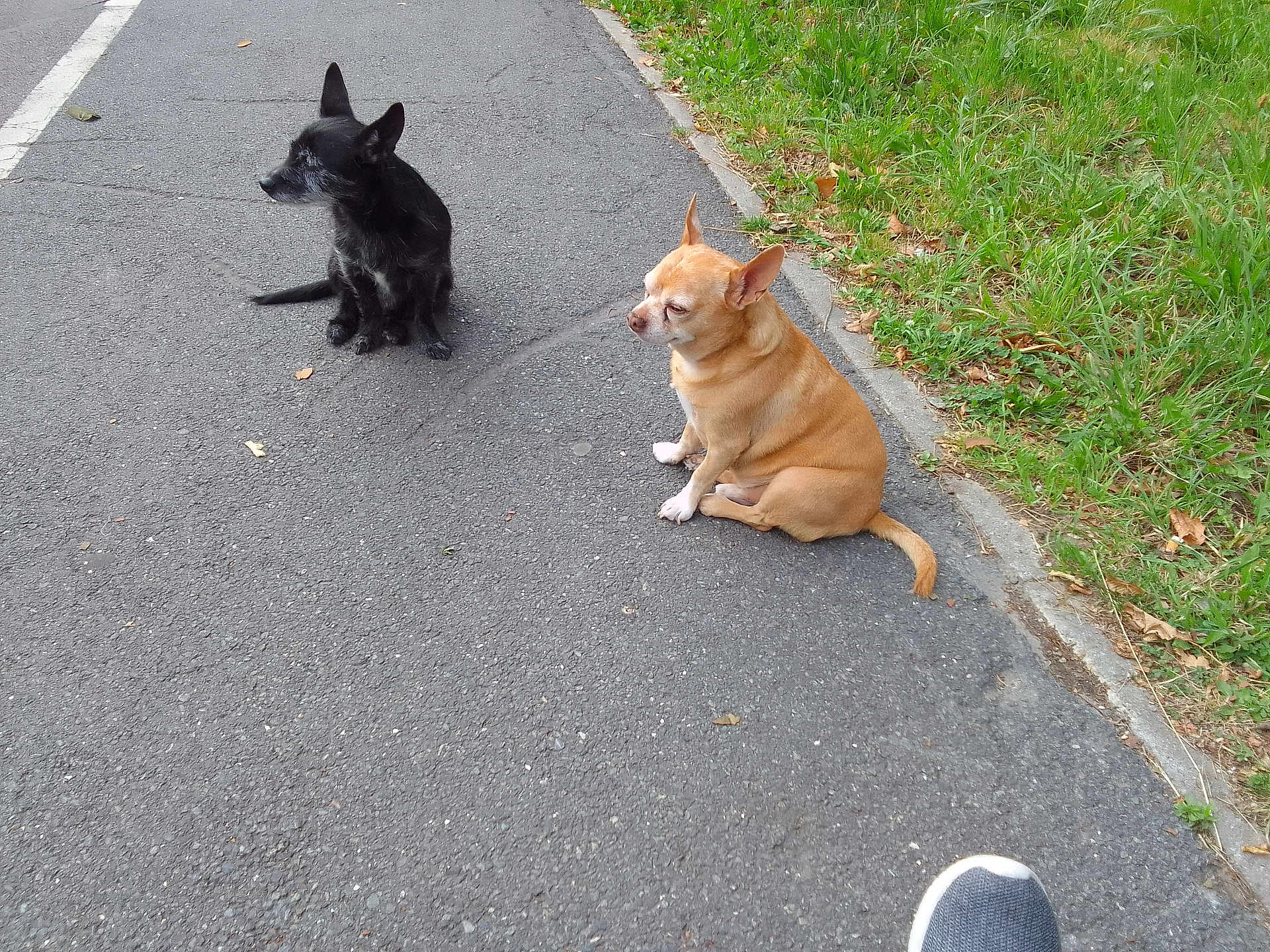 Ozyo a rejoint le concours — aidez-le/la à gagner de superbes lots ! dog, black_dog, tan_dog, pavement, grass, sidewalk, outdoor, animal, pet, small_dog, sitting, leaves, casual, daytime, nature, footwear, shoe, quiet, park, path