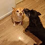 dog, floor, wooden_floor, brown_dog, black_dog, indoor, pet, animal, canine, licking, affection, cute, friendship, companions, flooring, domestic, two_dogs, small_dog, fur, ears