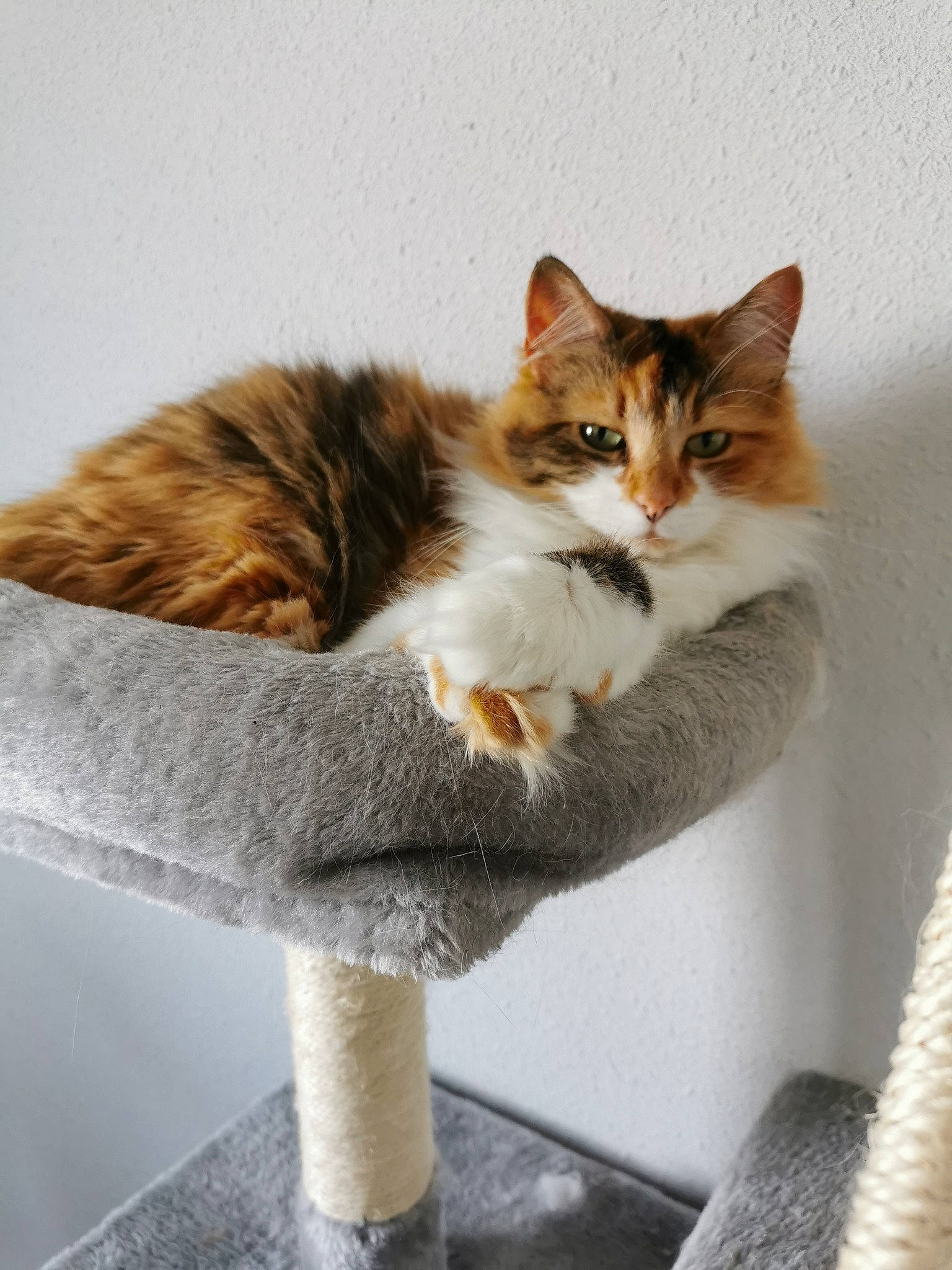 Fipy a rejoint le concours — aidez-le/la à gagner de superbes lots ! art, carnivore, cat, cat_supply, domestic_short_haired_cat, felidae, fur, mammal, paw, pedestal, sitting, small_to_medium_sized_cats, snout, tail, terrestrial_animal, tree, vertebrate, whiskers, wood