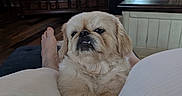 Casper is registered to the contest to win money with this photo: carpet, couch, cozy, curtains, dog, floor, fluffy, foot, furniture, home, indoor, legs, living_room, person, pet, relaxed, small_dog, television, window, wooden_furniture