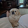 Casper is registered to the contest to win money with this photo: dog, small_dog, fluffy, indoor, living_room, couch, person, legs, wooden_furniture, television, window, curtains, floor, foot, relaxed, pet, cozy, home, furniture, carpet