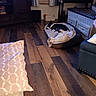 dog, dog_bed, wooden_floor, living_room, furniture, pillow, curtains, lamp, photo_frames, couch, home_interior, pet, relaxing, playful, cozy, black_and_white_dog, white_dog, wooden_cabinet, basket, window
