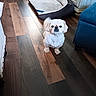 Casper is registered to the contest to win money with this photo: dog, pet_bed, wooden_floor, indoor, furniture, small_dog, white_dog, tail_wagging, flooring, living_room, cozy, empty_bed, cabinet, blue_chair, home, fur, animal, cute, companion, domestic