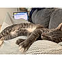 blanket, cat, comfortable, couch, cozy, domestic, feline, fur, gray_tabby, home, indoor, laptop, nap, paws, pet, relaxed, resting, sleeping, technology, whiskers