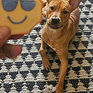 Sunny is registered to the contest to win money with this photo: dog, cookie, hand, rug, patterned_rug, brown_dog, indoor, pet, playful, curious, animal, snack, treat, smiling_cookie, sunglasses, closeup, resting, paw, looking, cheerful