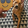 dog, cookie, hand, rug, patterned_rug, brown_dog, indoor, pet, playful, curious, animal, snack, treat, smiling_cookie, sunglasses, closeup, resting, paw, looking, cheerful